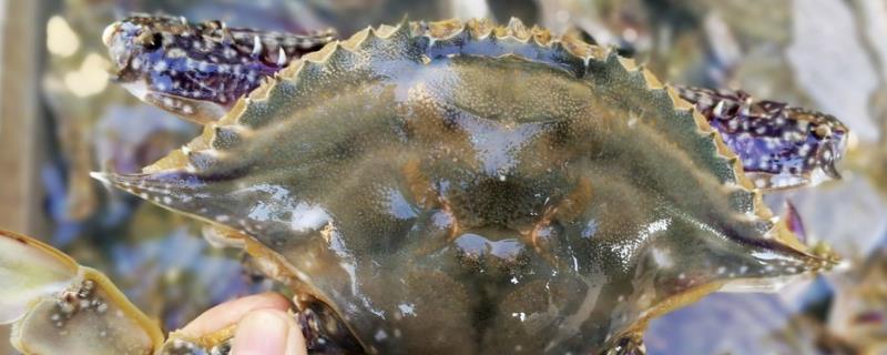 晚上用灯照螃蟹方法,照螃蟹一般什么时间去