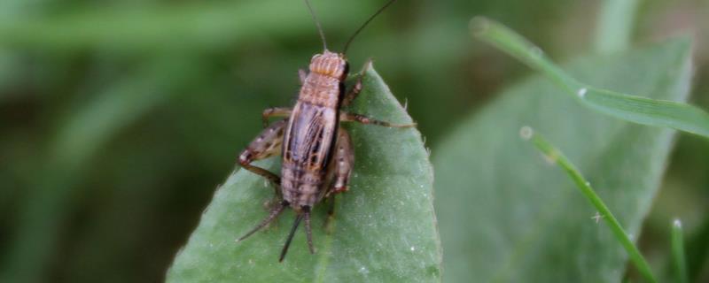 蟋蟀防治方法,蟋蟀是害虫还是益虫