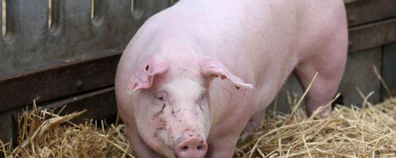 怎么判断猪口蹄疫,会持续多长时间