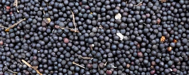 种油菜一亩地要多少斤种子,附种植方法和时间