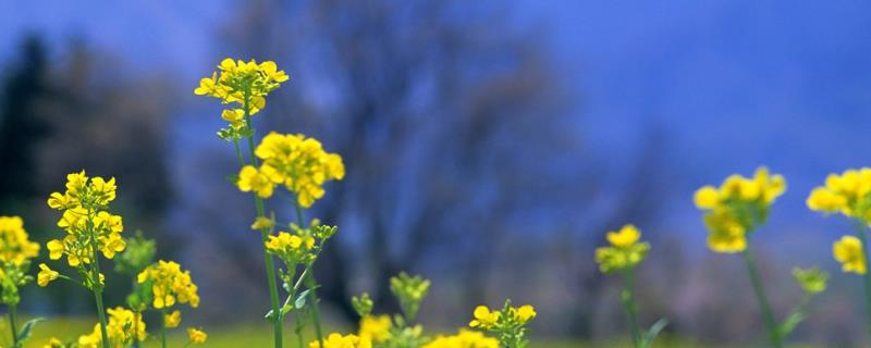 遇到油菜倒伏是扶起来还是拔掉,油菜倒伏会不会影响产量