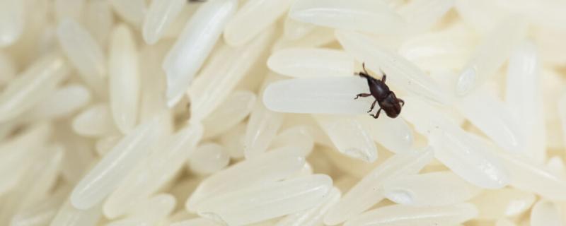 谷虫用什么灭最有效，是怎么出现的