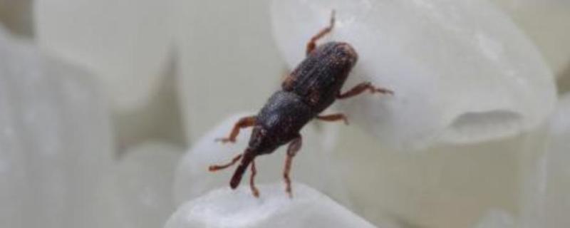 谷虫怎么处理,对身体有影响吗