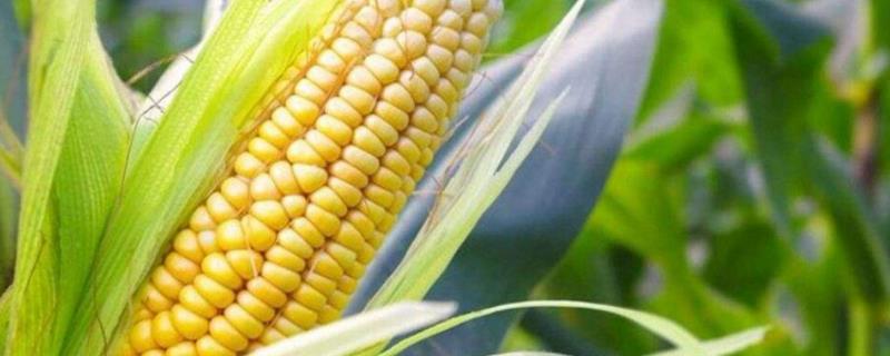 玉米授粉后几天可以把顶去掉,授粉需要几天完成