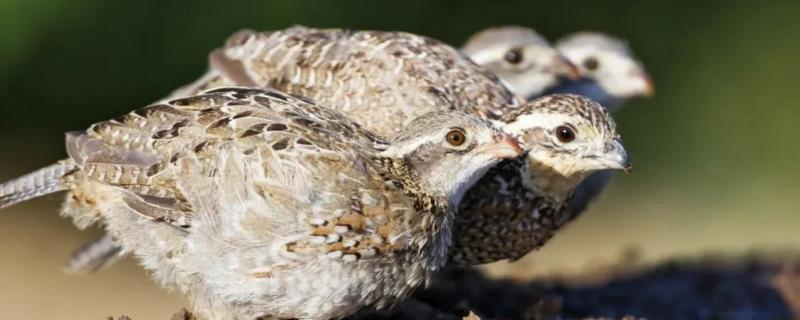 在家鹌鹑的养殖方法,鹌鹑和鸽子的区别