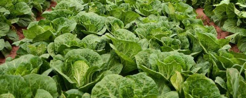白菜烂根是怎么回事,附防治方法