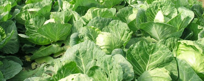 白菜软腐病防治方法,是什么原因导致的