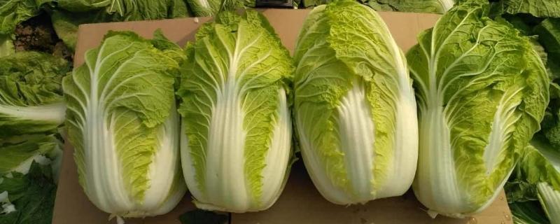 白菜烂根烂心打什么药,是什么原因导致的