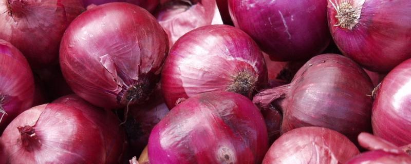 洋葱育苗方法与时间,育苗几天出苗