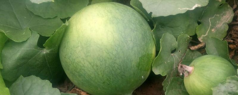 吊瓜的种植方法及管理办法