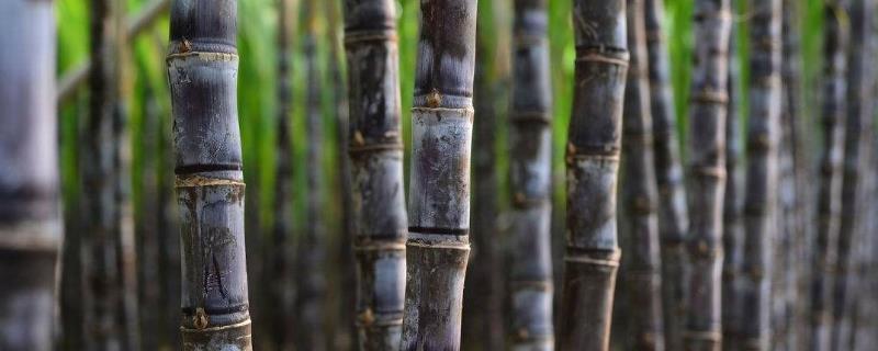 甘蔗种植的自然条件有哪些,适合哪些肥料