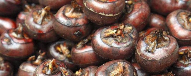 马蹄种植技术,马蹄一般在什么时候收获