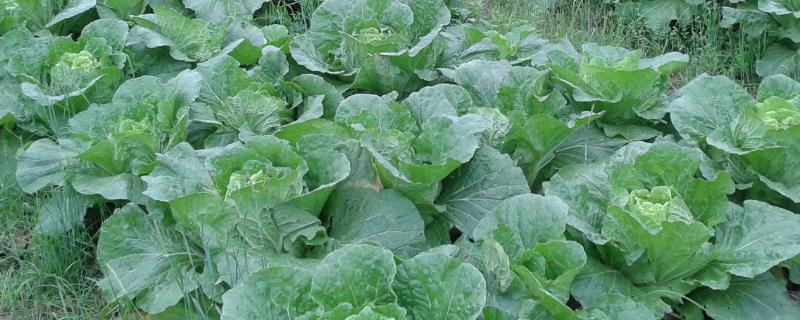 白菜根有白色蛆虫怎么办,是什么原因导致的