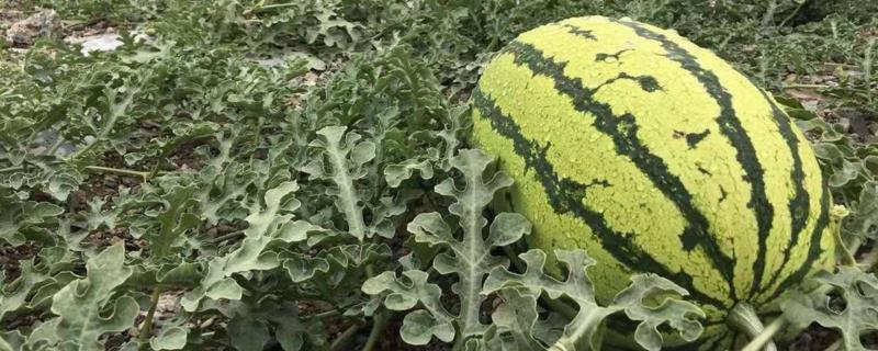 硒砂瓜退出种植的原因,硒砂瓜的产地都在哪里