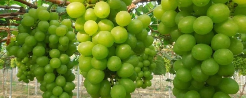 阳光玫瑰亩产量一般多少斤,适合哪些地区种植