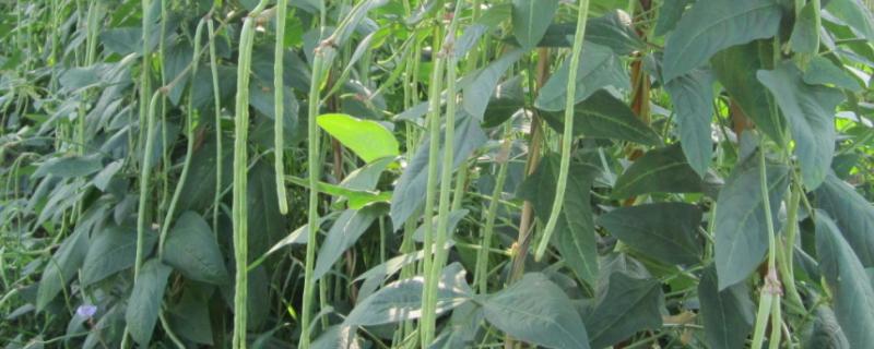 豇豆亩产量一般是多少公斤,附种植方法