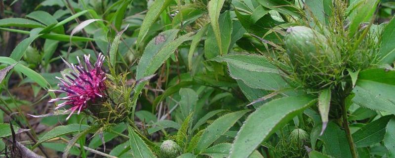 三年苍术亩产多少斤,附苍术的种植方法