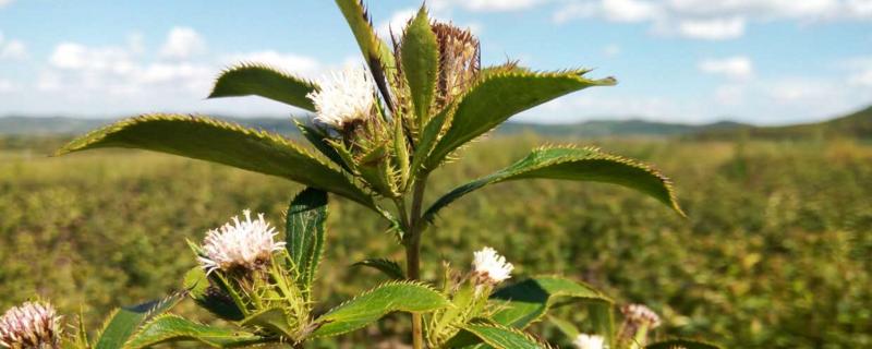 苍术死苗烂根用什么药,是什么原因导致的