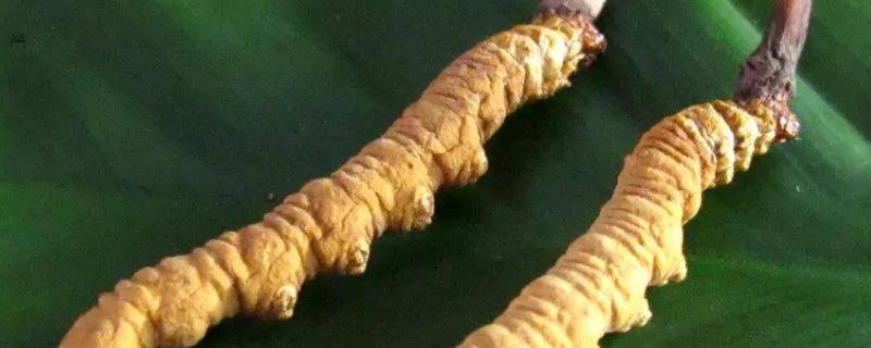 野生虫草跟人工虫草怎么区分，虫草是如何形成的