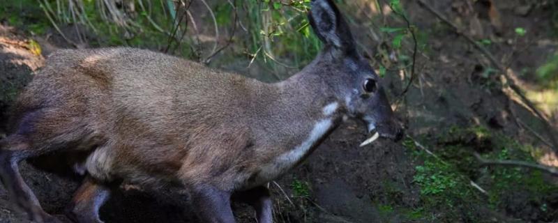 林麝适合在哪个省养殖,国家有补贴吗