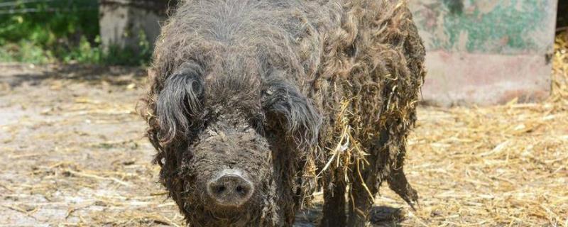 中国有绵羊猪种吗,绵羊猪是怎么来的