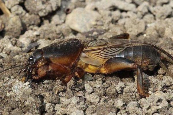 蝼蛄的养殖技术