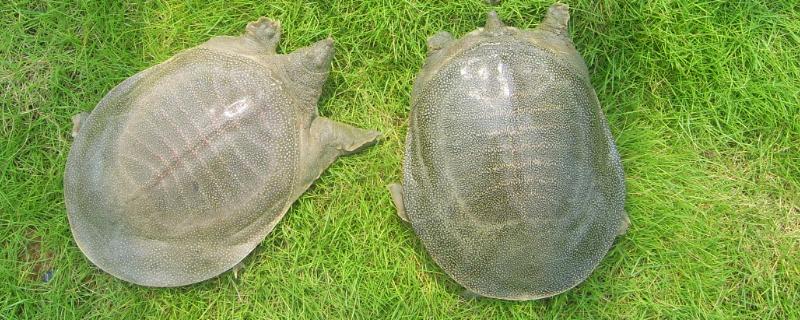 立秋甲鱼躲哪里,甲鱼冬天需要晒太阳吗