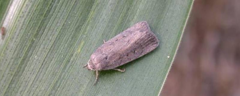 二点委夜蛾的防治方法,二点委夜蛾的卵一般产到哪里