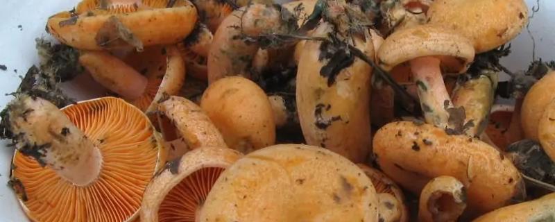 丛菌为何不能人工培养,丛菌什么季节生长