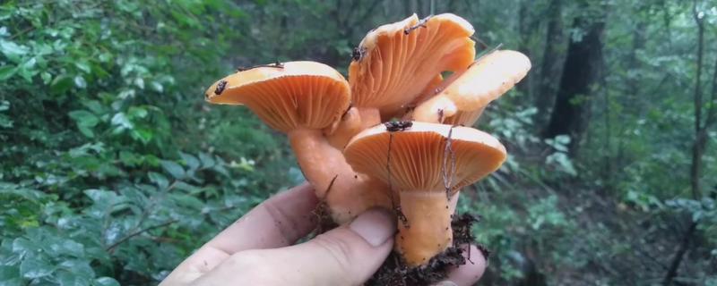 枞树菌生长周期是多少天,枞树菌可以人工种植吗