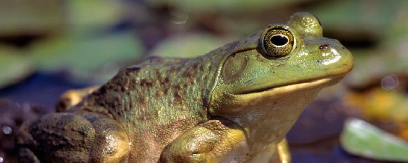 牛蛙有寄生虫吗,牛蛙属于三有动物吗