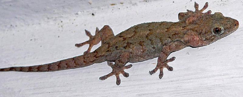 壁虎怎么繁殖后代,壁虎的尾巴为什么会断