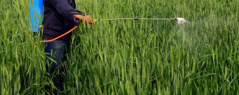 阿米妙收能与什么杀菌剂混合,阿米妙收的使用注意事项