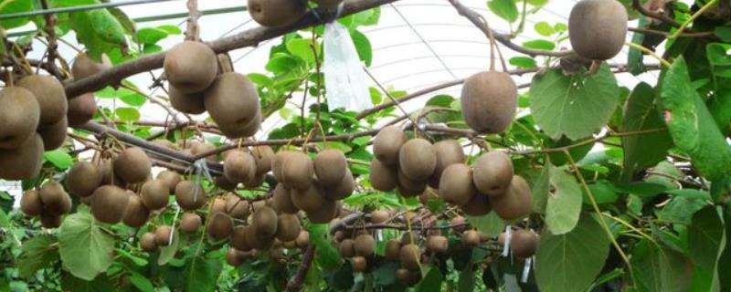 猕猴桃采摘后上什么肥料,猕猴桃什么品种好