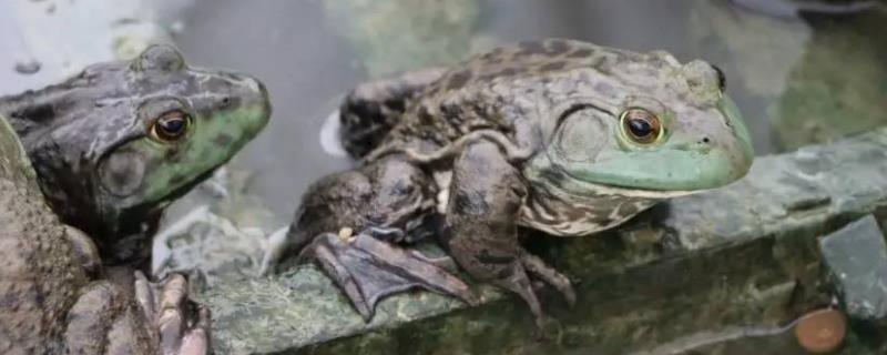 牛蛙肠炎用什么药最佳,是什么原因导致的