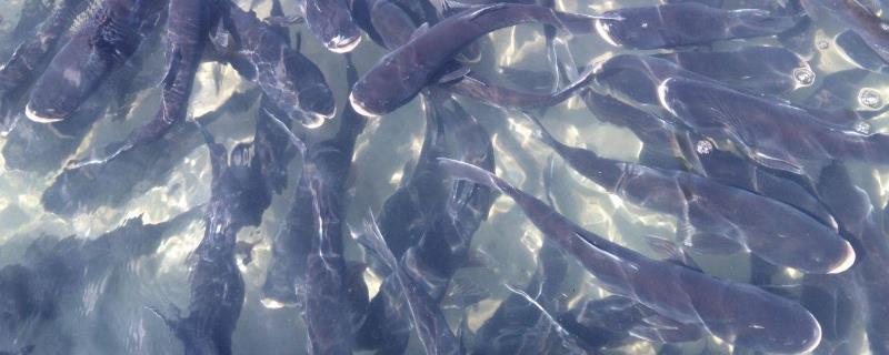 鱼塘怎么养鱼长得快,一亩能养多少