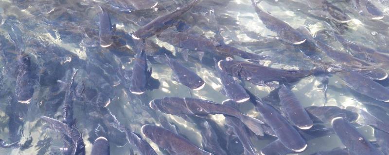 新鱼塘养鱼注意事项,新鱼塘水浑浊怎样变清