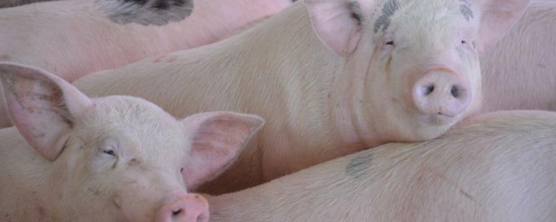 慢性猪瘟用什么药治疗,慢性猪瘟潜伏期有多长