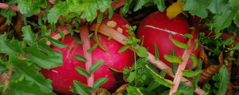 红萝卜怎样种植技术,红萝卜和胡萝卜的区别