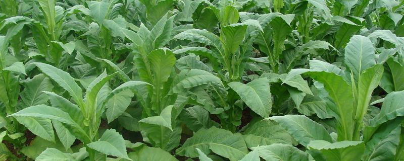 烤烟种植技术,附土壤及气候要求