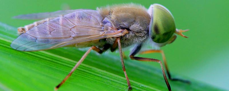 牛虻虫最怕的药是什么,是什么昆虫