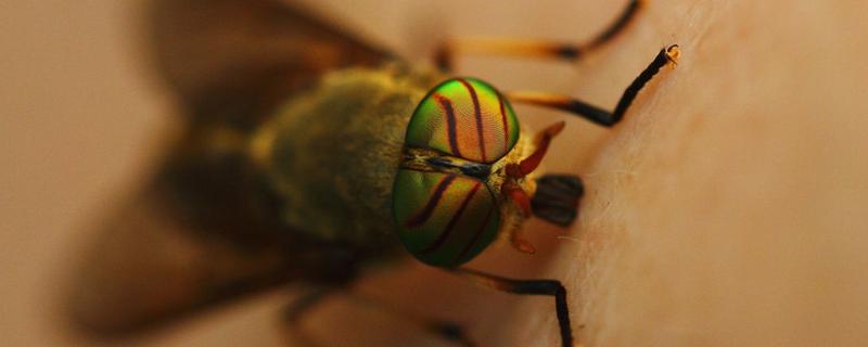 牛虻怎么驱赶,被咬了怎么办