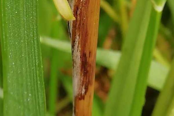 水稻穗腐病图片及发病原因,如何防治
