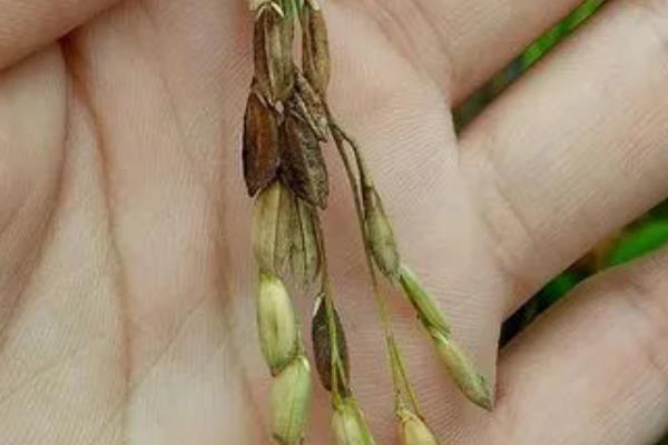 水稻穗腐病图片及发病原因,如何防治