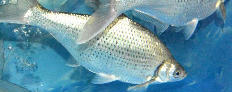 敌百虫用法用量,主要杀什么虫