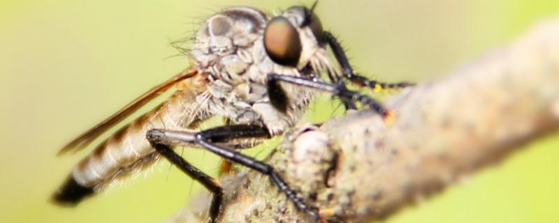 怎样大量诱捕牛虻,牛虻是苍蝇吗