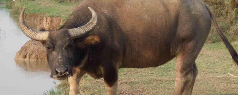 水牛吃什么,水牛和黄牛的区别