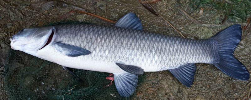 青鱼寿命最长的有多长,附养殖方法