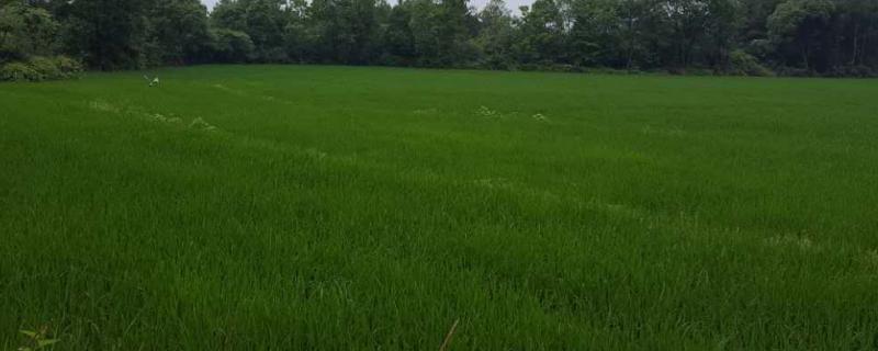 水田改为旱田第一年种啥合适,水田可以种植哪些作物