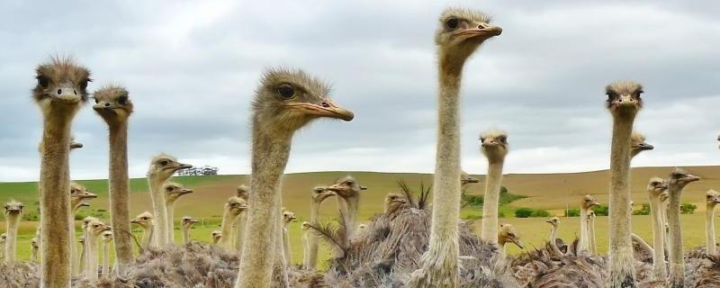 鸵鸟的养殖方法,适合在什么环境中生存
